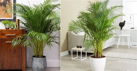 Growing Areca Palm Indoors How To Grow Areca Palm