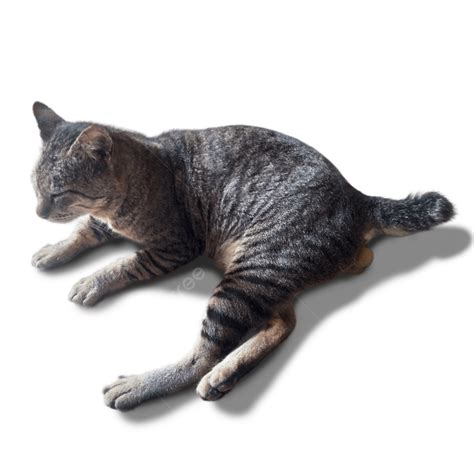 Tabby Cat Sitting Quietly On A Transparent Background Tabby Cat