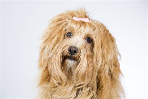 Havanese Puppy Dog Portrait Stock Photo Image Of Hair Friend 76290400