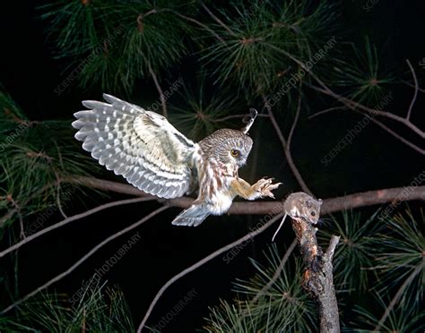 Saw-whet Owl - Stock Image - C009/2652 - Science Photo Library