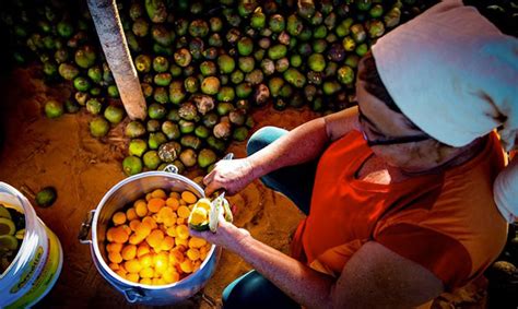 O MST é o maior produtor de arroz orgânico da América Latina Casa