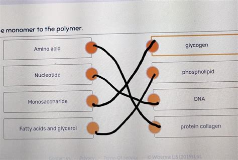 Please Help Match The Monomer To The Polymer A Amino Acid B Glycogen C