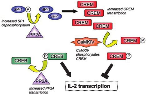 Dysregulation Of Il2 Transcription In Sle T Cells The Levels Of Creb