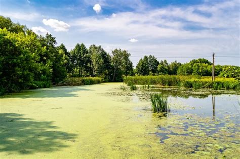 Wunderschönes gras sumpf schilf wächst am ufer reservoir auf dem land