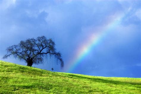 Online Crop Green Tree Under Rainbow Hd Wallpaper Wallpaper Flare