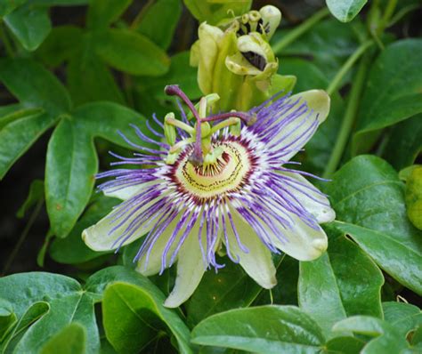 Blue Passion Flower Passiflora Caerulea Seeds