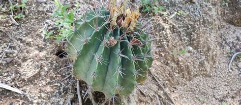 Ferocactus townsendianus in October 2023 by Enrique Flores García