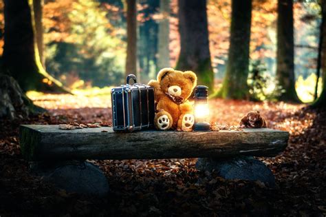 Teddy Bears Cute Alone Forest Sad HD Wallpaper