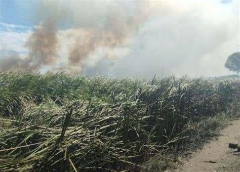 Incendio En Pastizal Provoca Movilizaci N De Cuerpos De Emergencia En