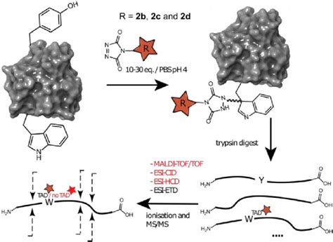 Schematic Representation Of Protein Conjugation Reaction Of Alphabody