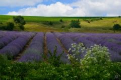 Lavender Field Background High Quality Free Backgrounds