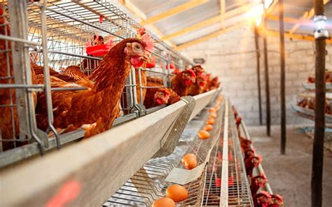 Characteristics Of Poultry Farming Layer Chicken Cages System Poultry