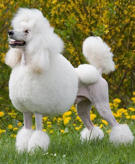 Which Poodle Haircut Is The Best K9 Web