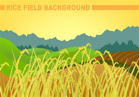 Rice Field Background Vector - Download Free Vector Art, Stock Graphics & Images