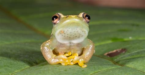 A New Species Of Croakless Frog Described From The Mountain Forests Of