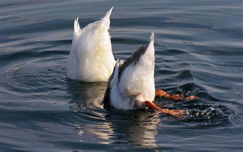 Bottoms Up Duck Pictures Funny Duck Funny Animal Pictures