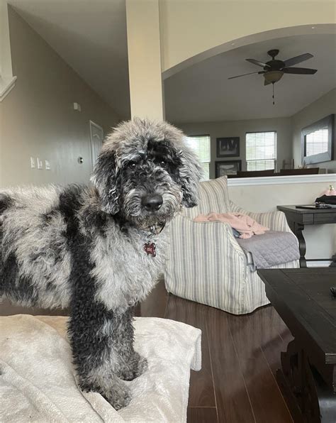 My Blue Merle Goldendoodle Odie Rgoldendoodles