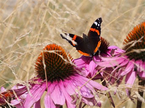 Mariposa Flor El Verano Foto Gratis En Pixabay Pixabay