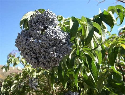 Best Elderberry Varieties for Homegrown Food & Medicine