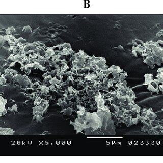 Sem Microphotographs For Slns Lyophilized Formulations A F L B F L