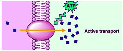 Active Transport -Definition and Types of Active Transport