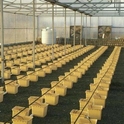 Anti Uv Dutch Bucket Hydroponic System For Commercial Greenhouse Farm