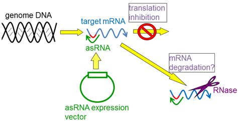 Mechanism Of AsRNAs Red Lines Indicate A Ribosome Binding Site RBS