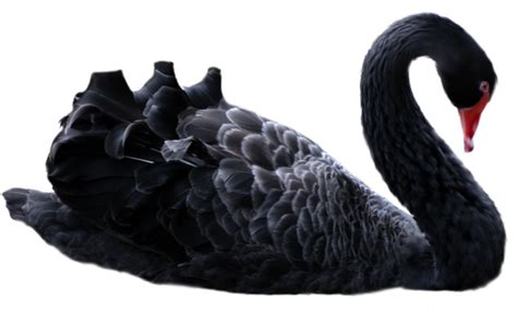 Download Swan Png Image Black Swan Png Transparent Png Download