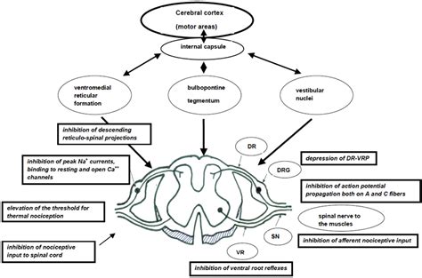 Mechanism of action of Tolperisone. (Abbreviations: DR: Dorsal root ...