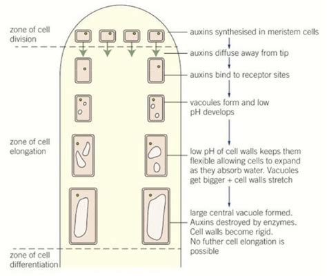 Plant Responses Energy For Biological Processes Respiration