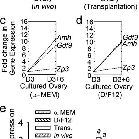 Relative Gene Expression Patterns And Levels In The Four Groups Gene Download Scientific