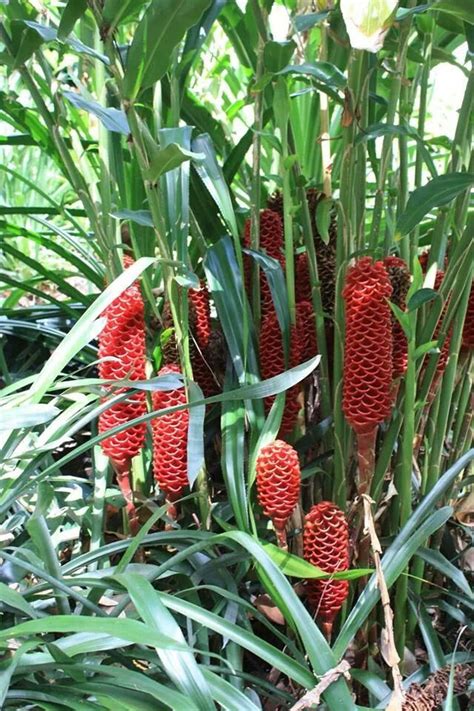 Beehive Ginger | Amazing flowers, Beehive ginger, Ginger plant