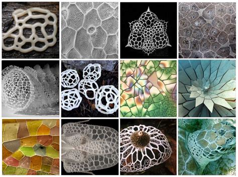 Natural Structures Voronoi Natural Structures Patterns In Nature