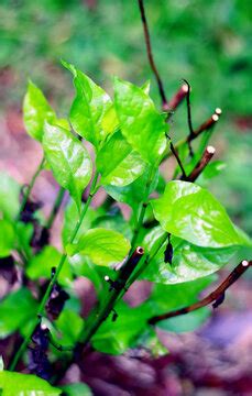 「Zeylanica」の画像 - 242 件の Stock 写真、ベクターおよびビデオ | Adobe Stock