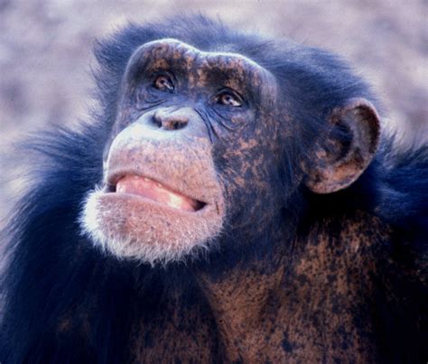 Can Chimps Plan For The Future Science News