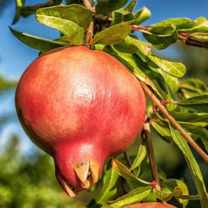 Гранат – Садовод Крым