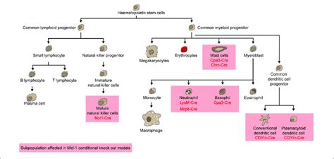 Mcl Is Indispensable For Mature Natural Killer Cells Mast Cells