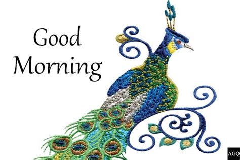 Free Good Morning Peacock Images Lets Wake Up Early In The Morning