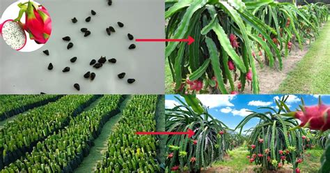 Dragon Fruit Growing from Seed and Cuttings: A Comprehensive Guide