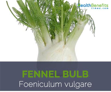 Fennel bulb facts and health benefits