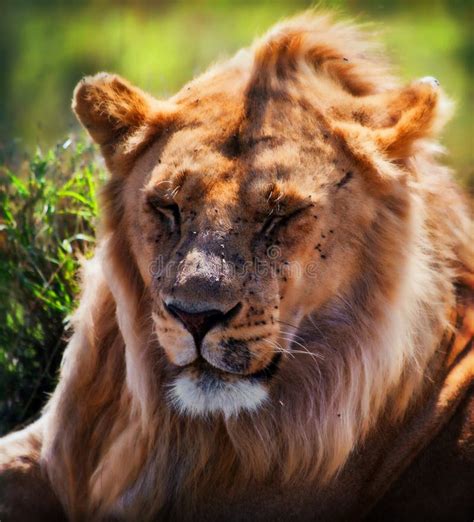 Leão Masculino E Leão Da Fêmea Safari Em Serengeti Tanzânia África