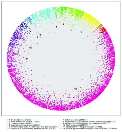 Human Protein Protein Interaction Network Embedded In The Hyperbolic