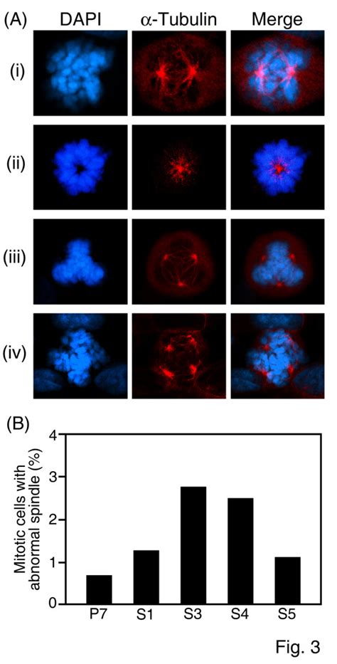 Emergence Of Abnormal Spindle Networks In Cells Constitutively