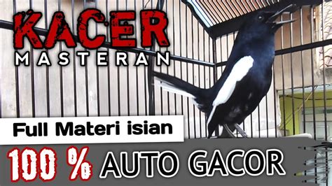 SUARA BURUNG KACER MASTERAN FULL MATERI ISIAN Bikin Kacer Lain 100