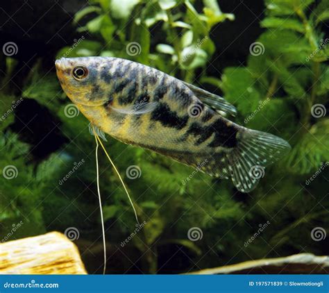 Blue Cosby Gourami Trichogaster Trichopterus Royalty Free Stock