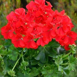 Pelargonium Zonale Rood 10 Cm Voordelig Kopen Bij TuinFlora Be