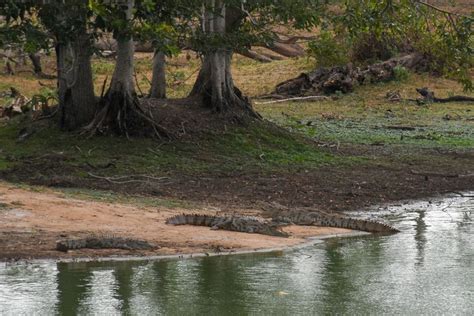 From Ella Udawalawe National Park Private Safari