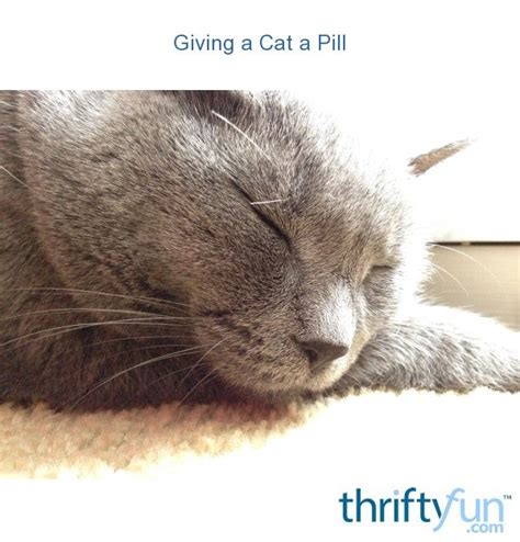 Giving a Cat a Pill? | ThriftyFun