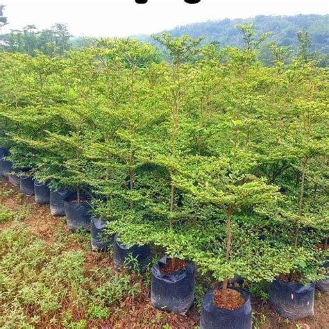 Jual Pohon Ketapang Kencana Kab Bogor Nursery Pohon Tokopedia