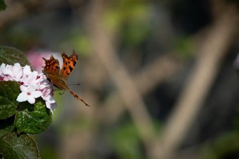 Peacock Butterfly, Insect Free Stock Photo - Public Domain Pictures